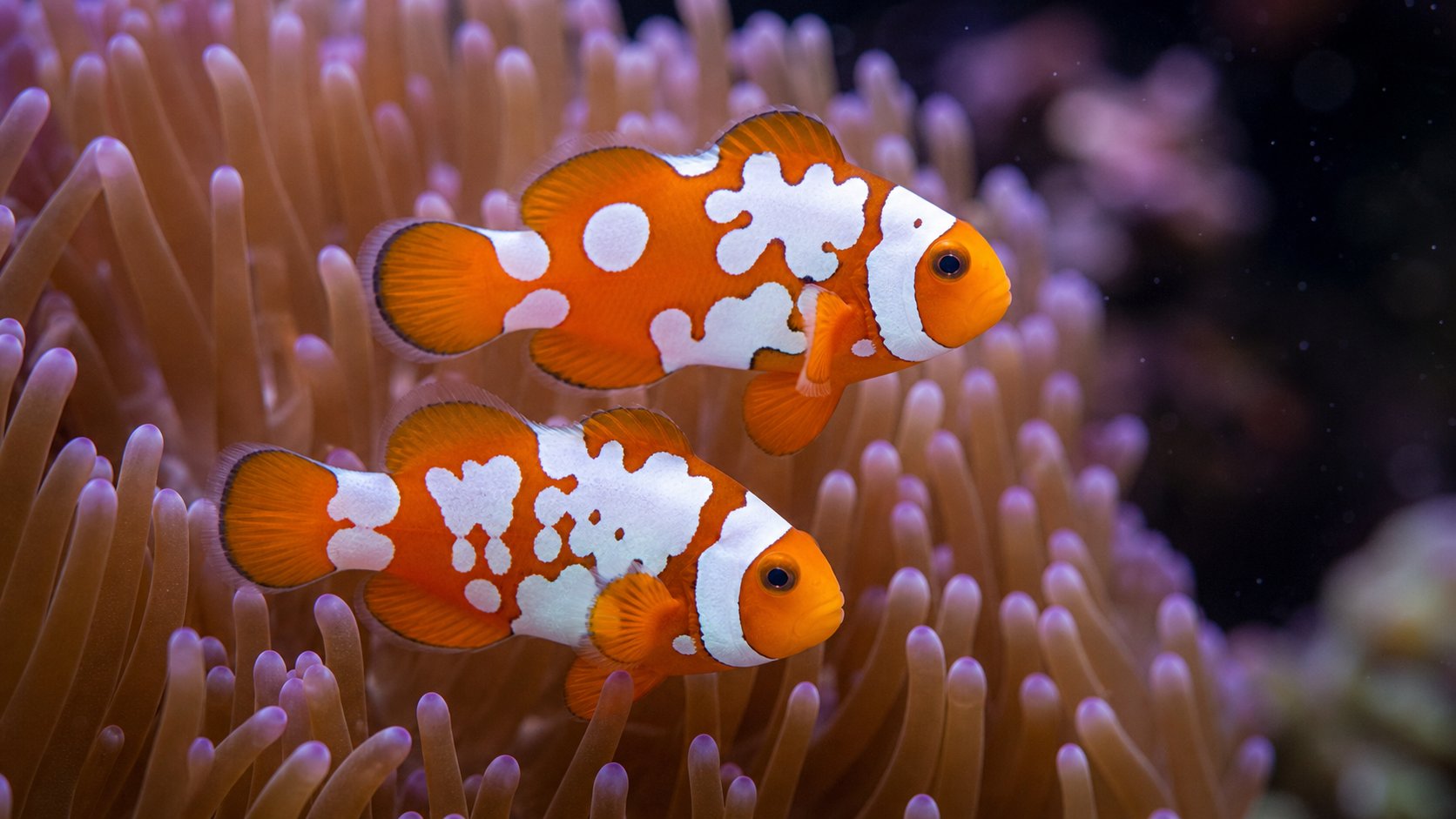Designer Clownfish Genetics: Picasso, Storm, Snowflake เกิดจากอะไร