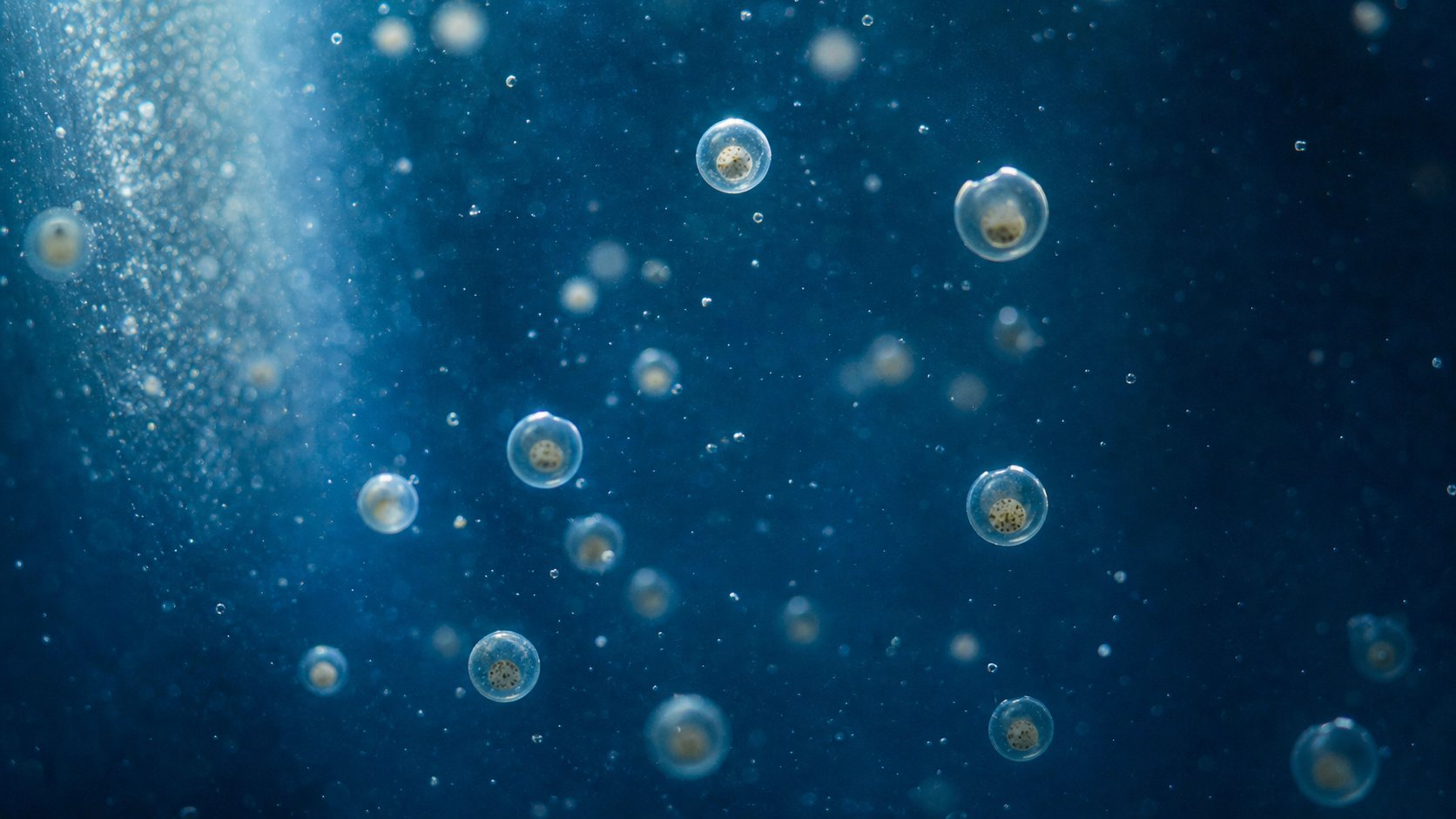 Pelagic Spawning: ทำไมแทงค์/แองเจิลเพาะยากระดับโลก