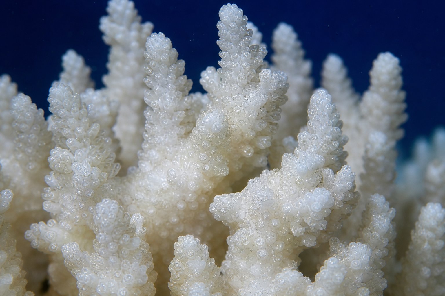 Calcium แคลเซียม โครงสร้างปะการัง