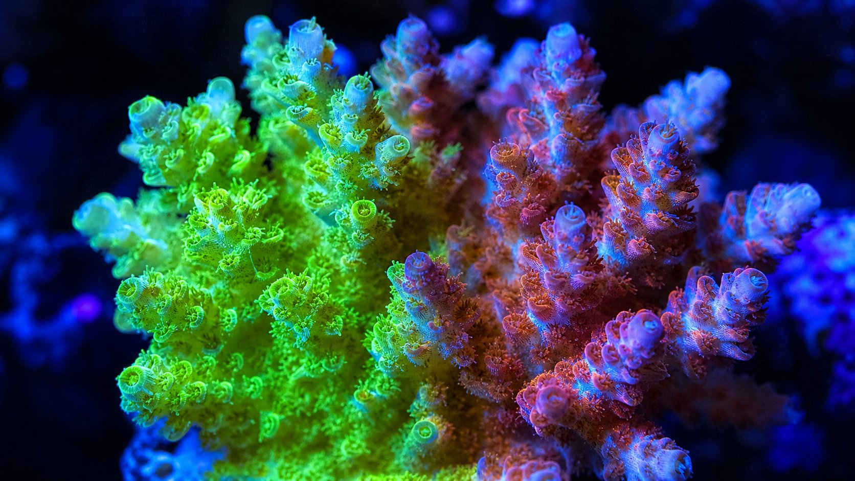 Coral Color Morphing: แสง สี UV และอาหารเปลี่ยนสีปะการังได้จริง