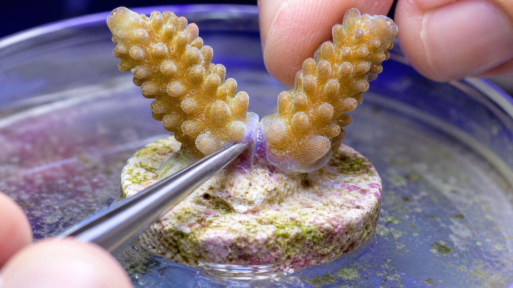 Coral Grafting: เชื่อมปะการังต่างสีให้เป็นก้อนเดียว