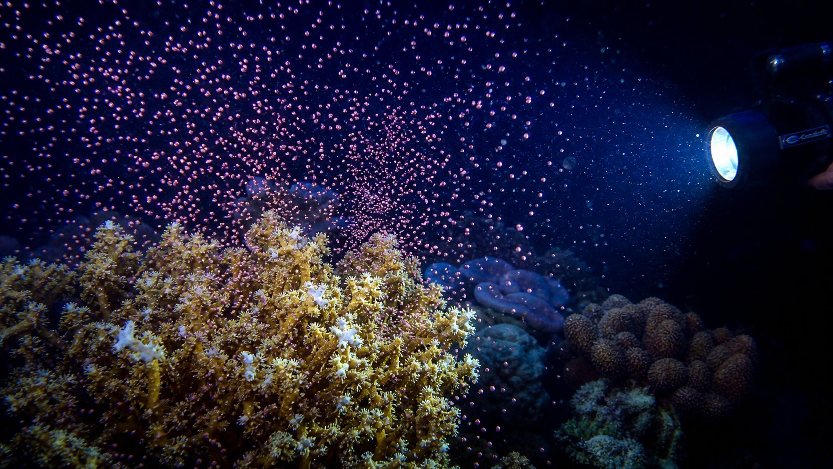 Coral Spawning ในตู้: จำลองแสงจันทร์เพื่อกระตุ้นการปล่อยไข่