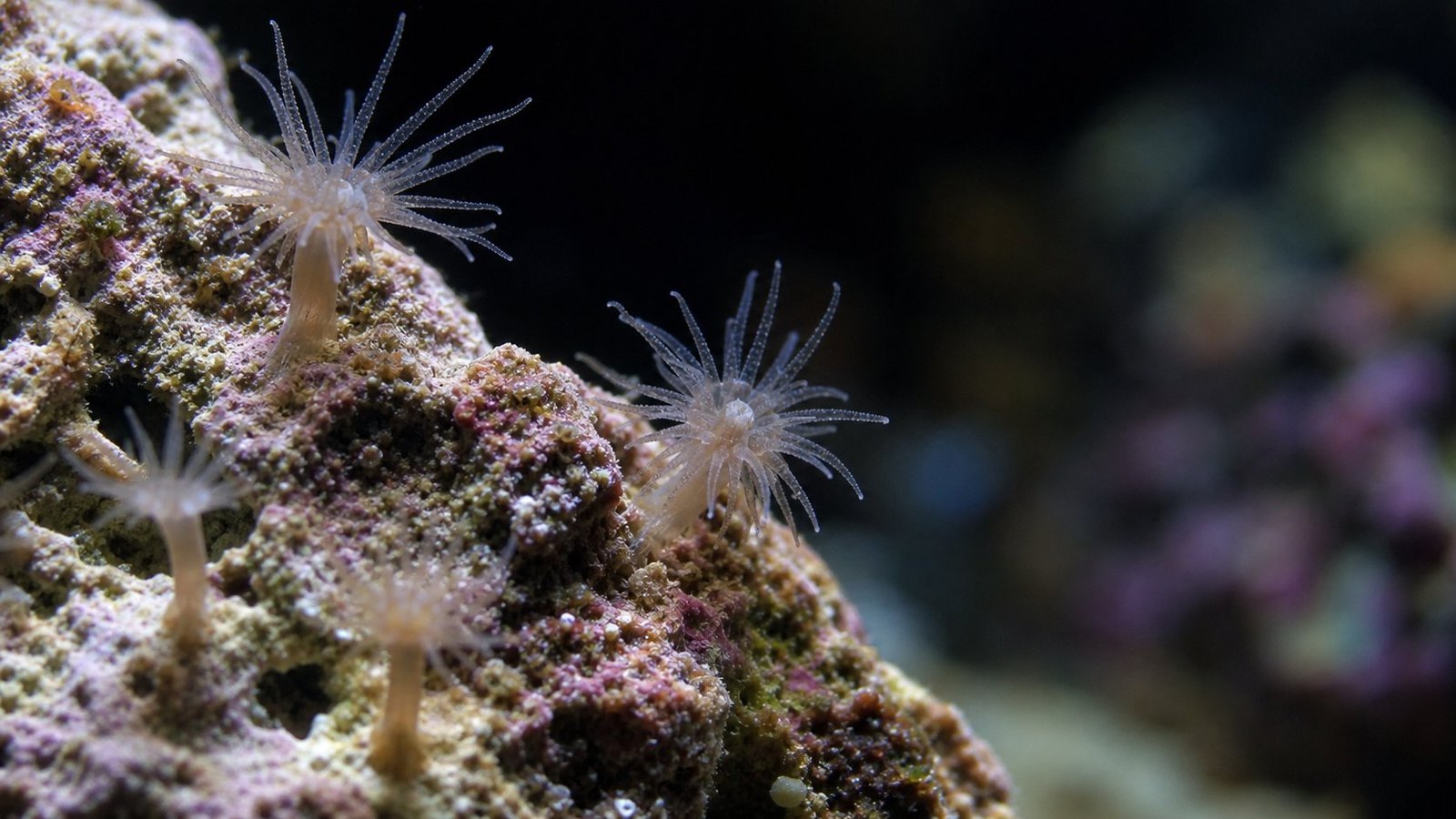 Aiptasia (ดอกไม้ทะเลจิ๋ว)