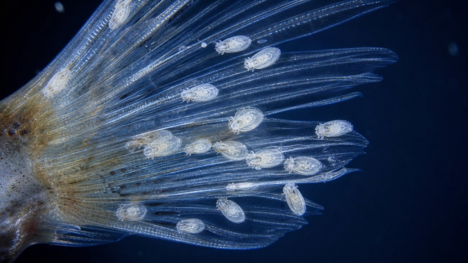 Flukes (หนอนตัวแบน)