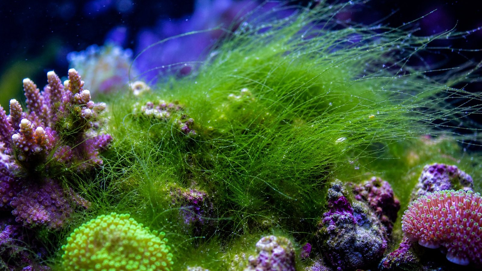 ตะไคร่เส้น (Hair algae)