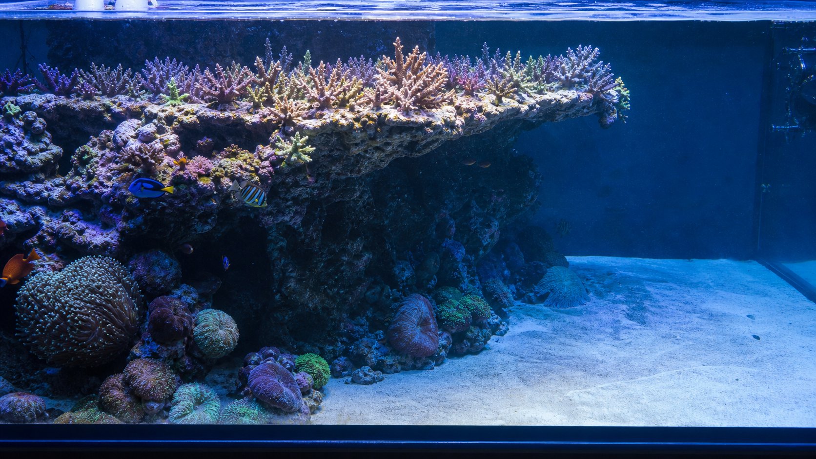 ตู้ Drop-off Reef