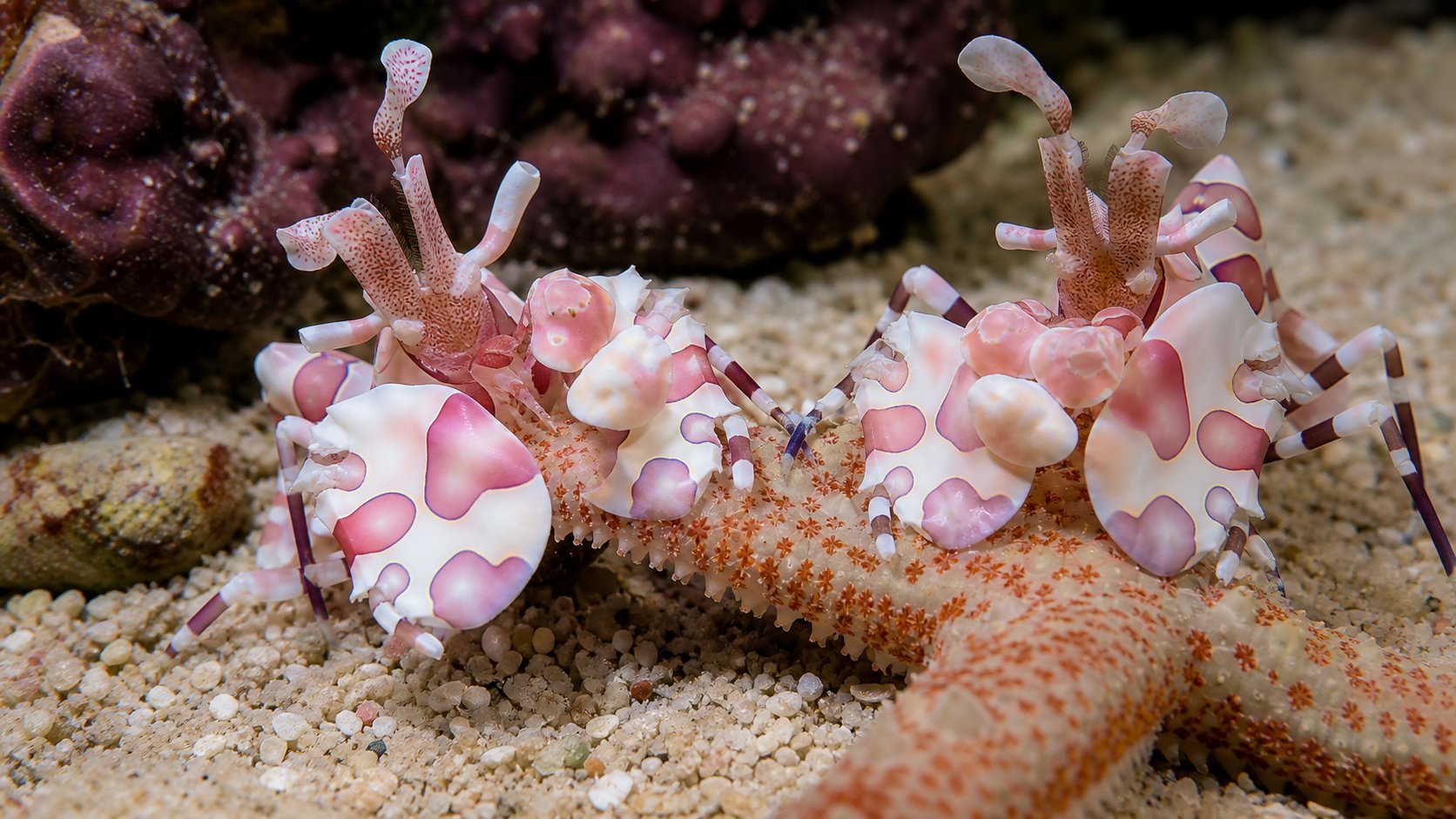 Harlequin Shrimp: นักล่าปลาดาวตัวจิ๋วที่ต้องมีแผนอาหาร