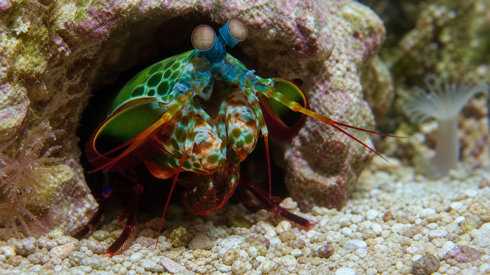 กั้งตั๊กแตน (Mantis Shrimp): นักสู้ผู้ทุบกระจก