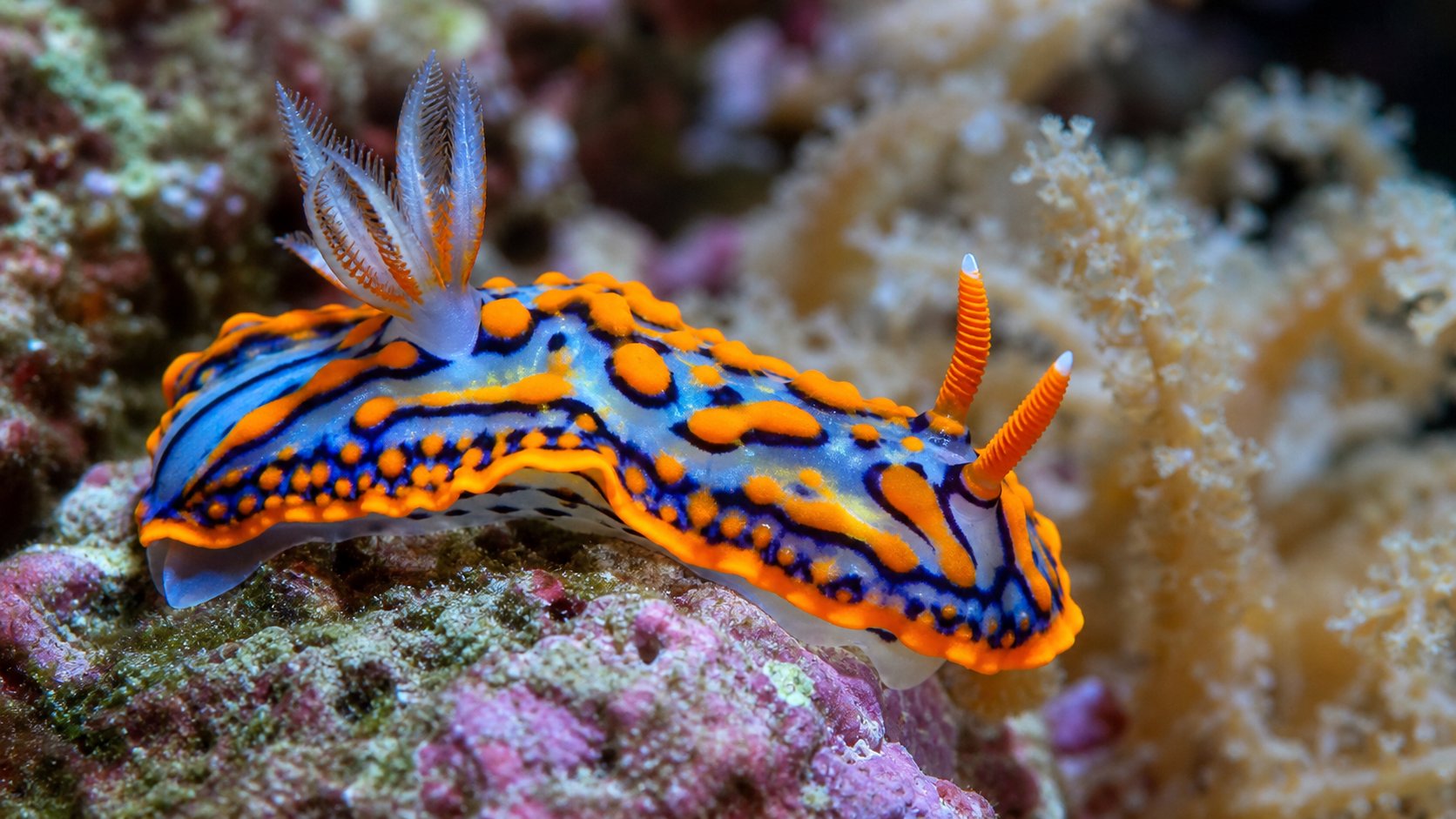 เลี้ยง Nudibranch: ทากทะเลที่ “อดตาย” ได้ถ้าอาหารผิด