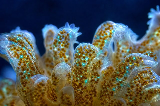 Potassium (K): สี เซลล์ และการทำงานของ zooxanthellae
