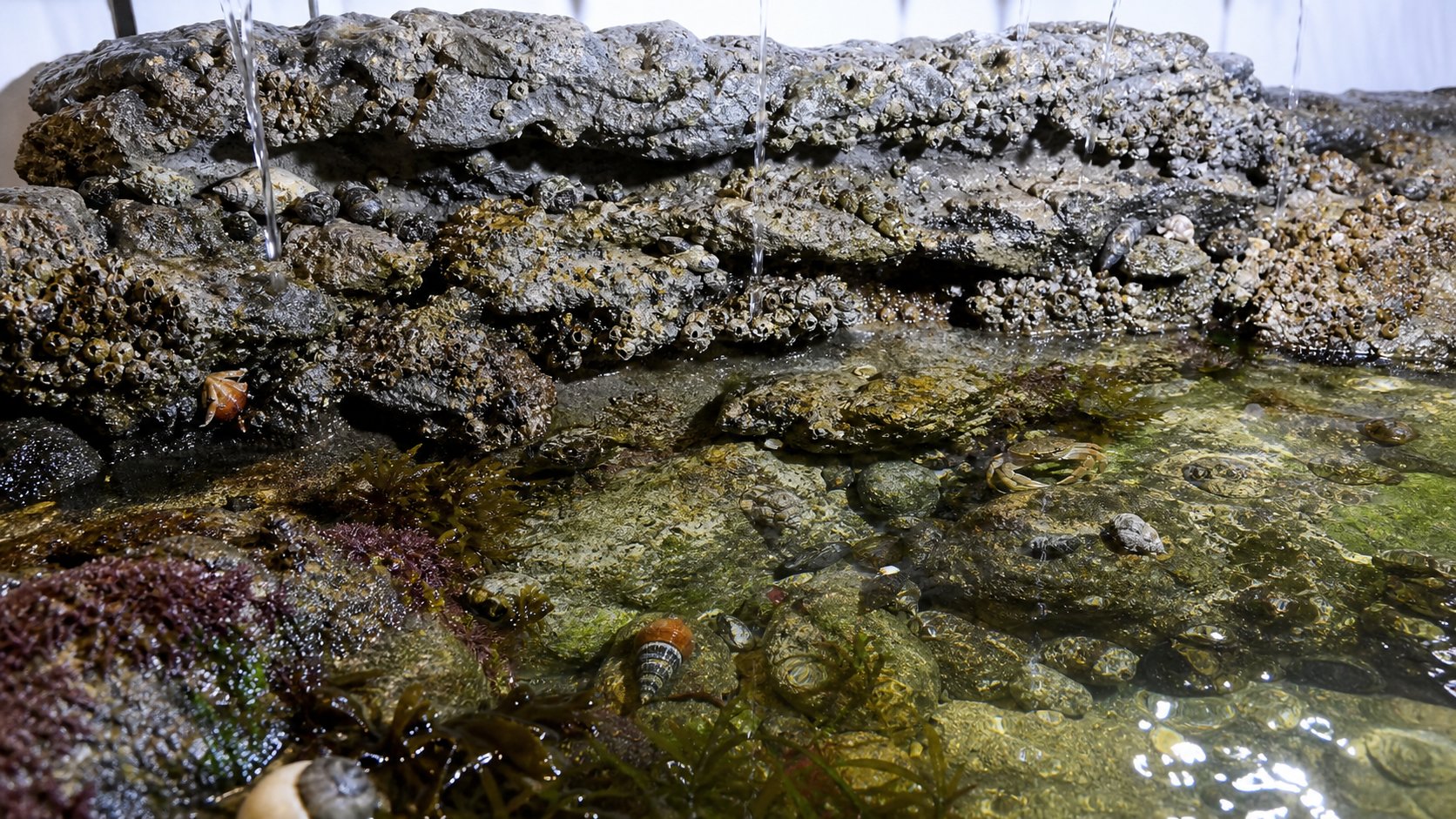 Tide Pool Simulation: แอ่งน้ำขึ้นน้ำลงจำลองที่บ้าน