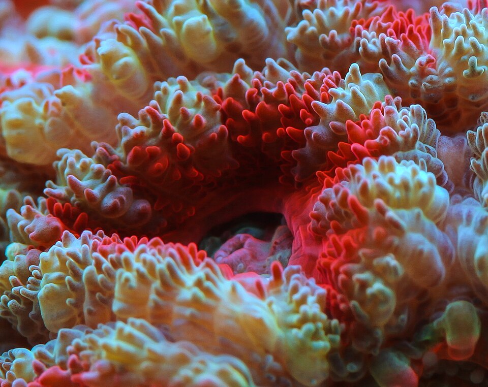 Acan และ Favia: ปะการังเนื้อหนาสีสวยบนพื้นทราย