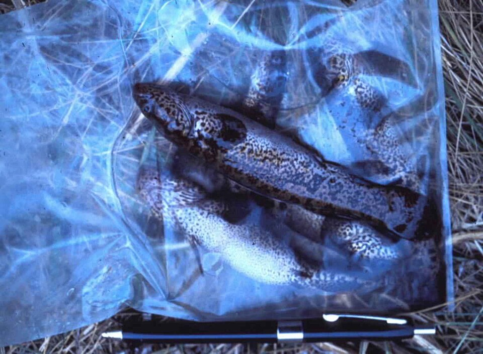 การปรับตัวปลาใหม่ (Acclimation): ทำยังไงไม่ให้ปลาช็อก