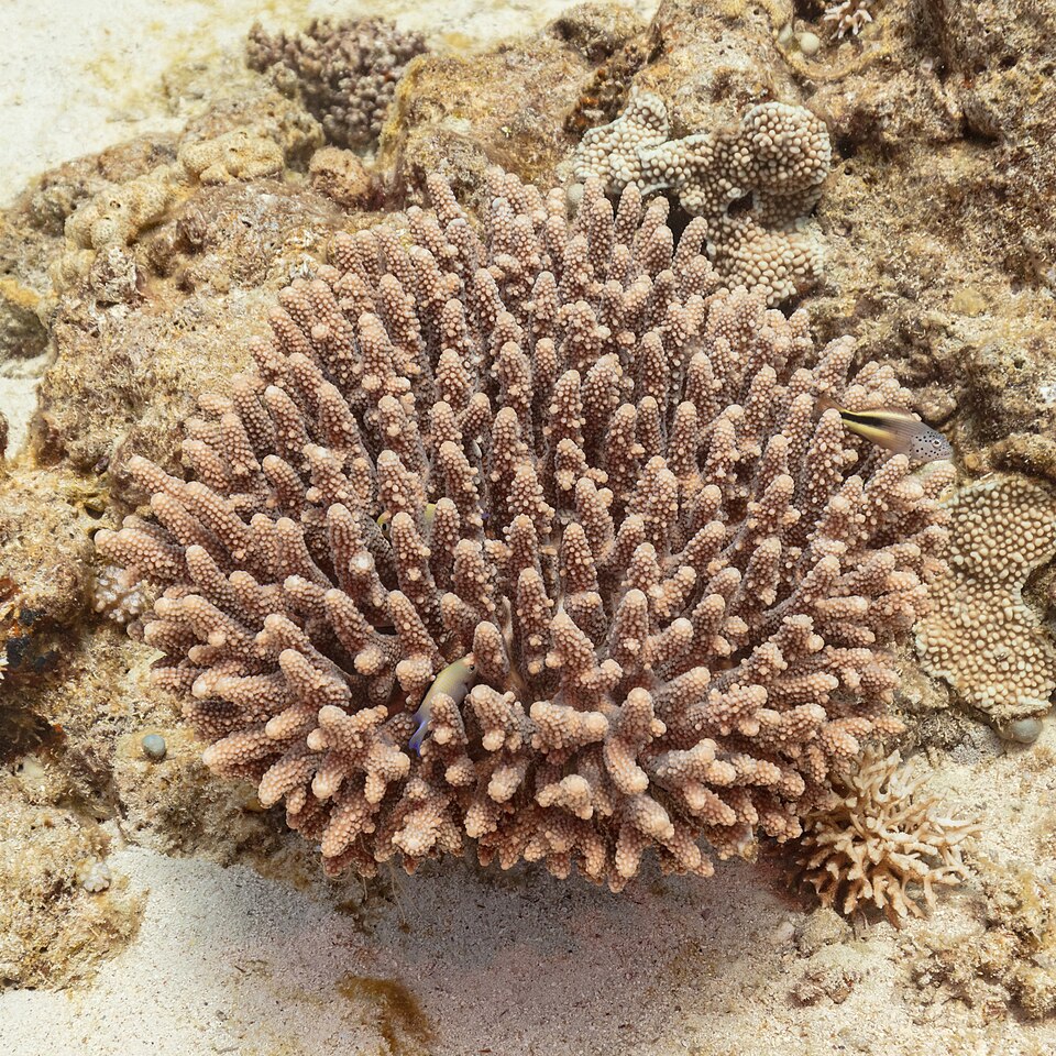 Acropora (SPS): คู่มือเลี้ยงขั้นสูงฉบับสมบูรณ์