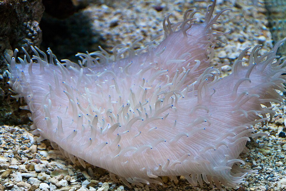 ดอกไม้ทะเล (Anemone): เลี้ยงกับปลาการ์ตูน
