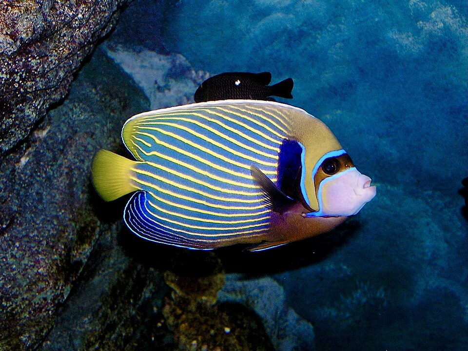 ปลาสินสมุทร (Angelfish): Dwarf กับ Large เลือกแบบไหนดี