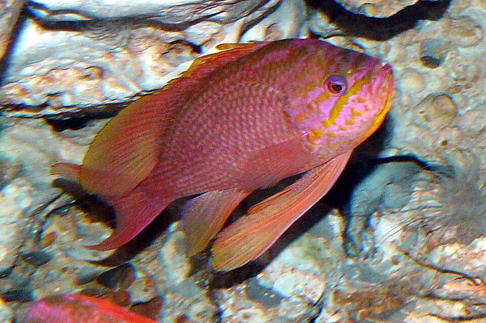 ปลาแอนเทียส (Anthias): ปลาฝูงสีสวยที่ต้องให้อาหารบ่อย