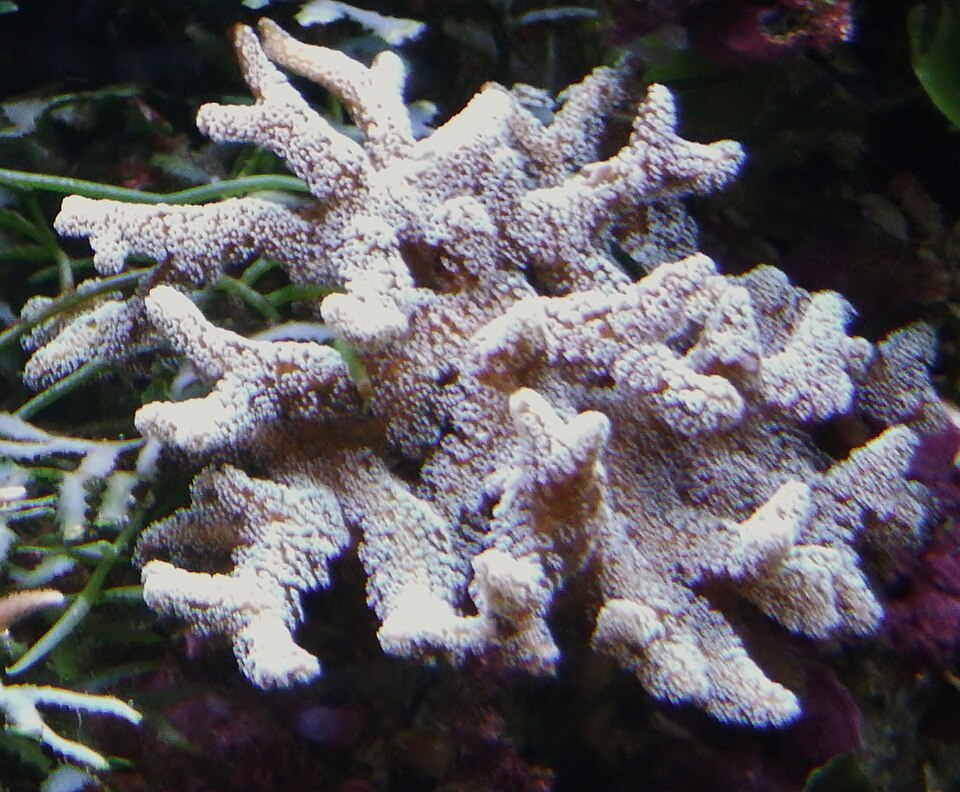 Birdsnest, Stylophora และ Pocillopora: SPS ตัวเริ่มต้นกลุ่มกิ่ง