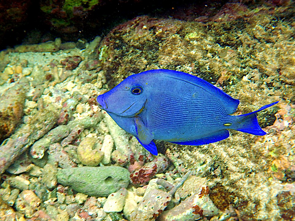 ปลาขี้ตังเบ็ดฟ้า (Blue Tang): คู่มือเลี้ยงฉบับละเอียด