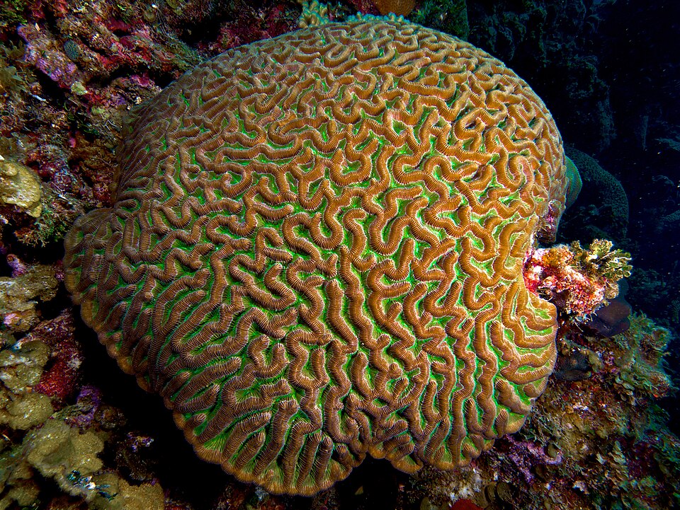 ปะการังสมอง (Brain corals): Lobophyllia, Trachyphyllia, Favia และอื่น ๆ
