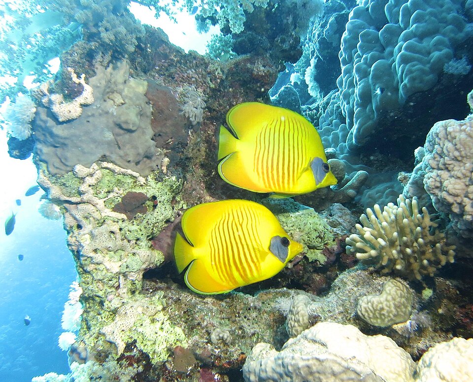 ปลาผีเสื้อ (Butterflyfish): ทำไมเลี้ยงยาก + ชนิดที่พอเลี้ยงได้