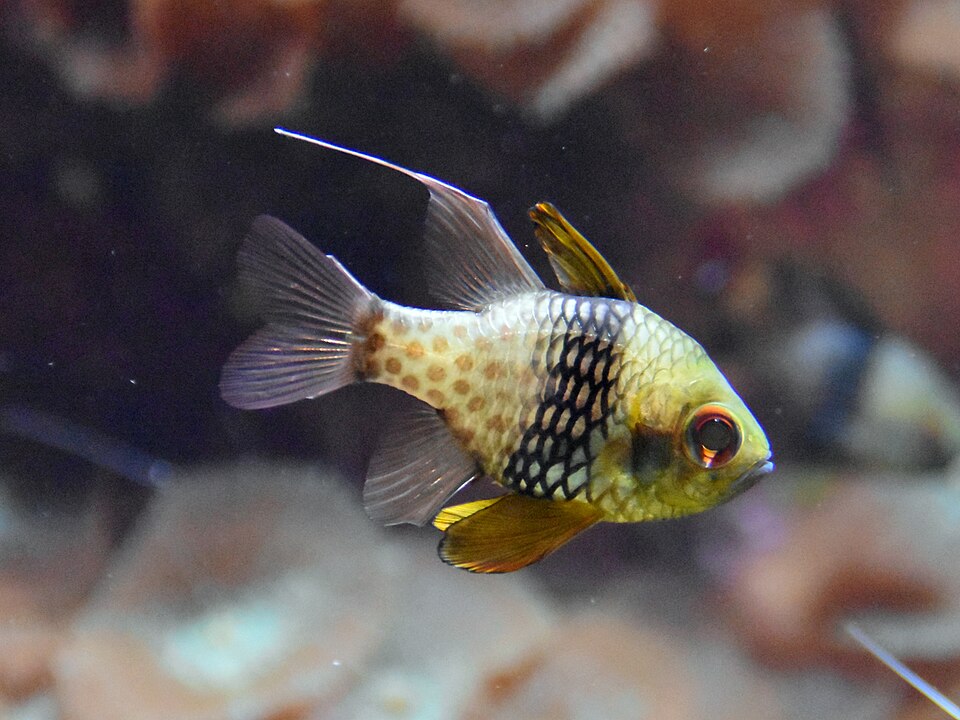ปลาการ์ดินัล / อมไข่ (Cardinalfish): ปลาสงบเลี้ยงง่าย