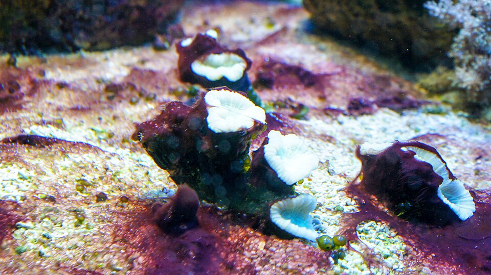 Caulastrea (Candy Cane/Trumpet): LPS ตัวเริ่มต้นที่สวยและอดทน