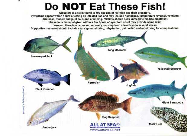 รู้ไว้ใช่ว่า.. ทำไมเขาถึงไม่จับปลา Bluetang หรือปลาในแนวปะการังมากิน !