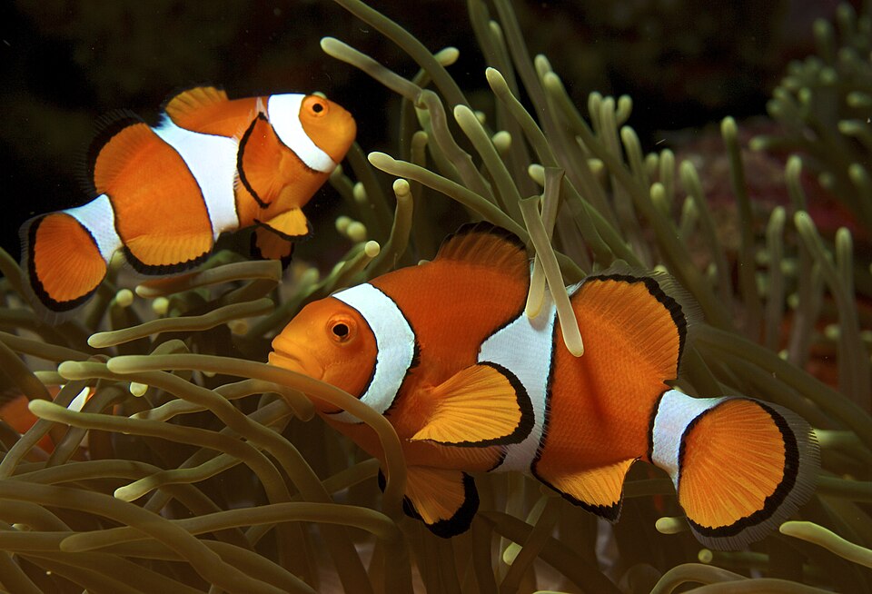 ปลาการ์ตูน (Clownfish): คู่มือเลี้ยงฉบับสมบูรณ์