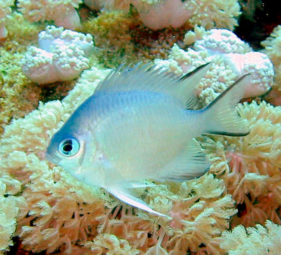 ปลาสลิดหิน (Damselfish): แข็งแรงแต่คิดให้ดีก่อนซื้อ