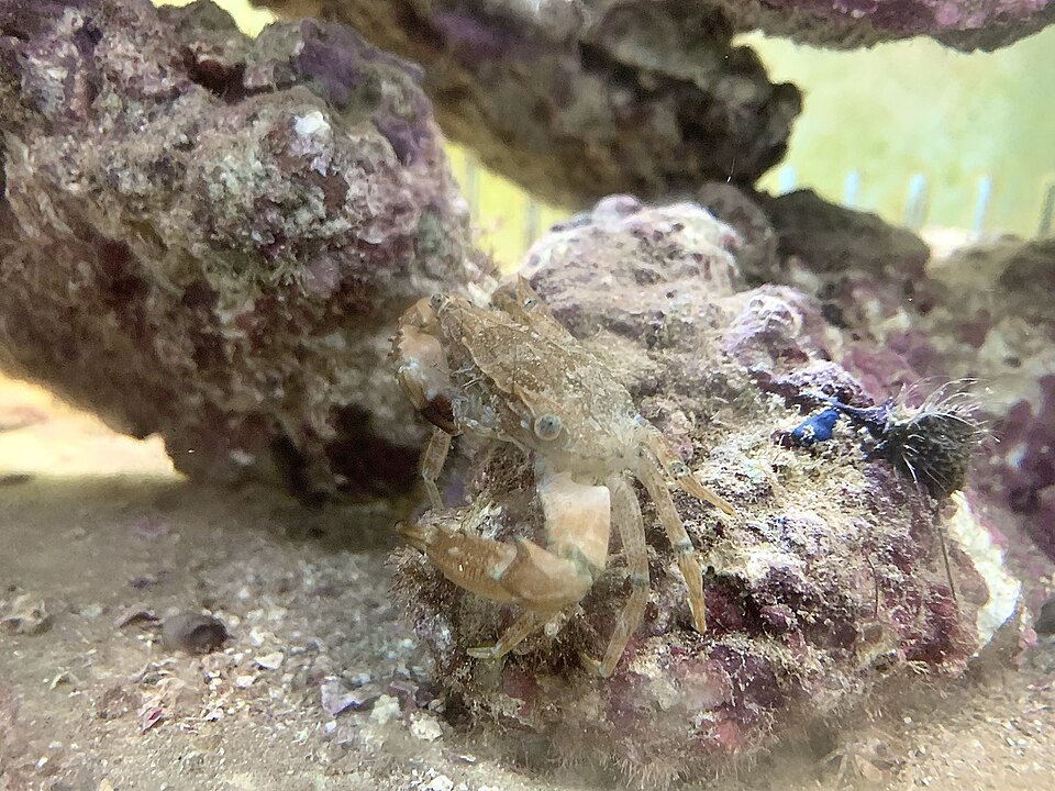 DIY จัดหิน (Aquascape): ออกแบบและยึดหินเป็นให้สวยปลอดภัย