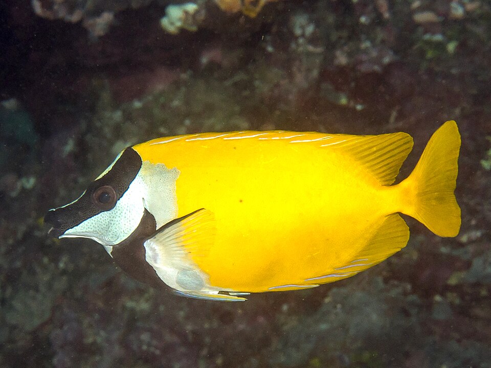 ปลาสลิดทะเล (Foxface/Rabbitfish): คู่มือเลี้ยงฉบับละเอียด