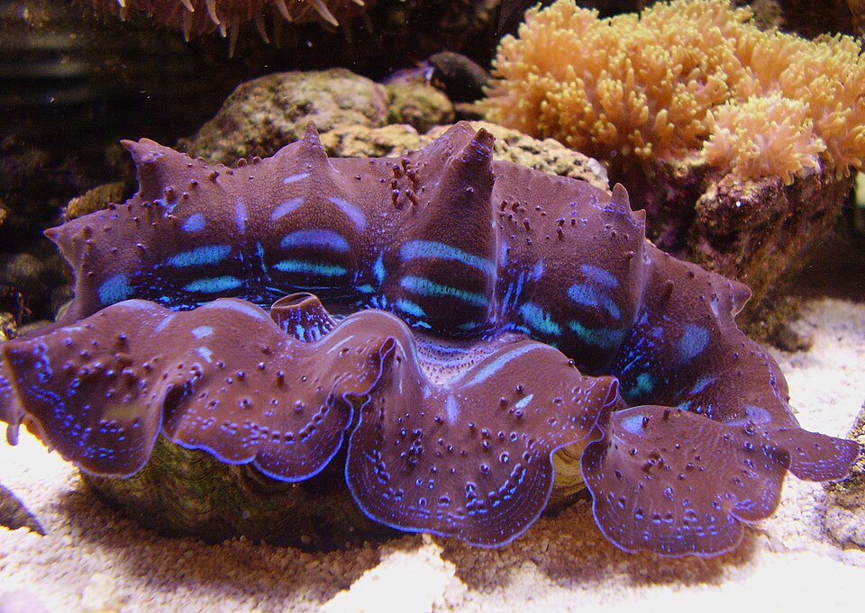 หอยมือเสือ (Tridacna Clam): คู่มือเลี้ยงฉบับละเอียด