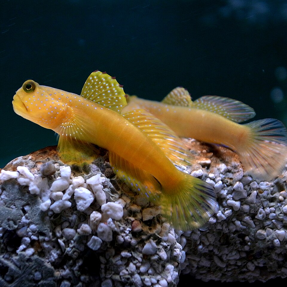 ปลาบู่ (Goby) และ Blenny: ปลาเล็กน่ารักสำหรับทุกตู้