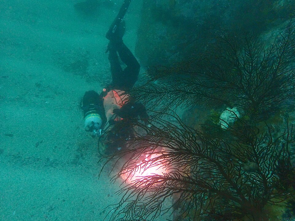 Gorgonian และ Sea Fan: พัดทะเลสายพลิ้วในตู้รีฟ