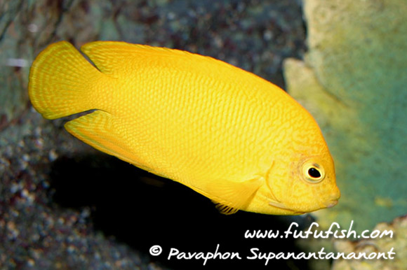 Herald’s Angelfish