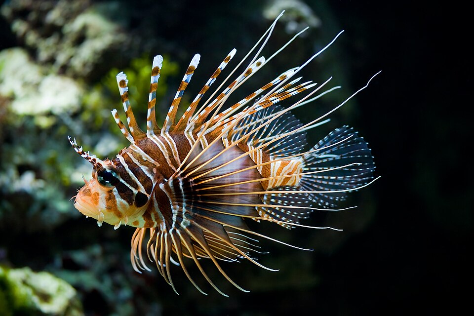 ปลาสิงโต (Lionfish): สวยสง่าแต่มีเงี่ยงพิษ