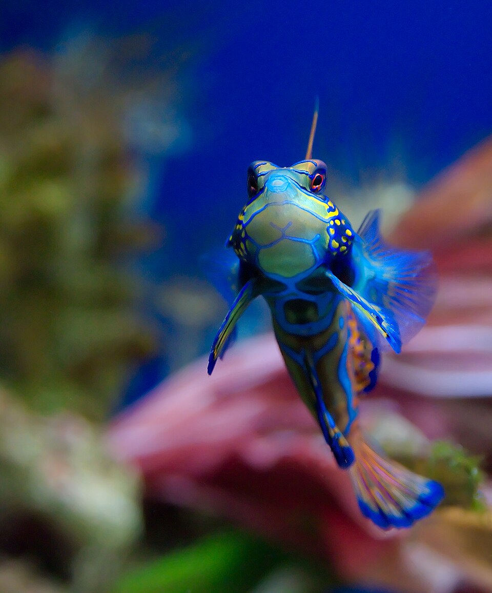 ปลาแมนดาริน (Mandarin Dragonet): สวยที่สุดแต่เลี้ยงยากสุด