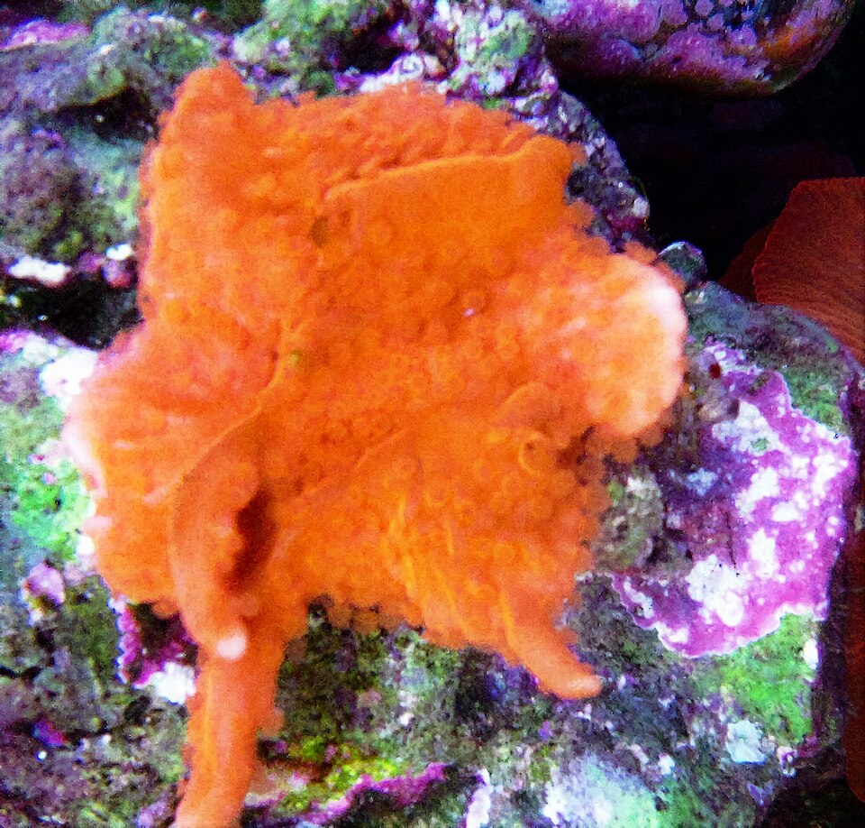 Montipora: SPS ตัวเริ่มต้นที่ควรลองก่อน
