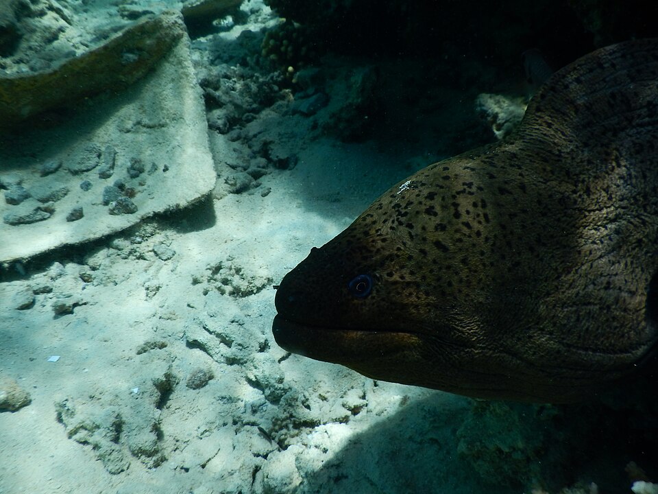 ปลาไหลมอเรย์ (Moray Eel): คู่มือเลี้ยงฉบับละเอียด