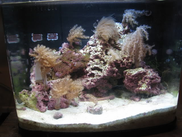ตู้นาโน (Nano reef): เล็กแต่ต้องดูแลถี่