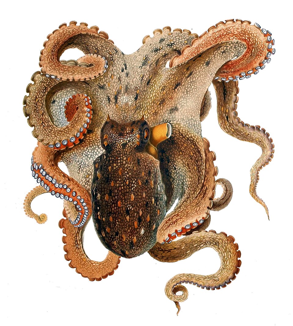 ปลาหมึกในตู้: Octopus และ Cuttlefish ฉบับผู้อยากเลี้ยง