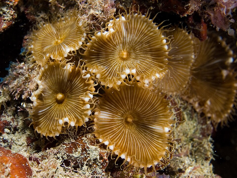 Palytoxin พิษที่อันตรายถึงตายที่มากับปะการังกระดุมที่ไม่ควรมองข้าม