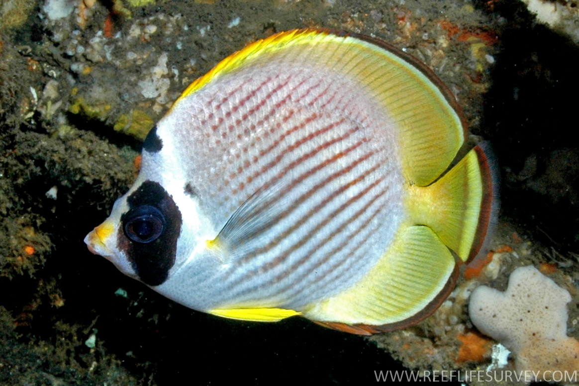 Panda Butterflyfish (ผีเสื้อแพนด้า)