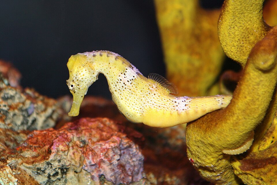 ม้าน้ำ (Seahorse): การเลี้ยงเฉพาะทางที่ต้องรู้