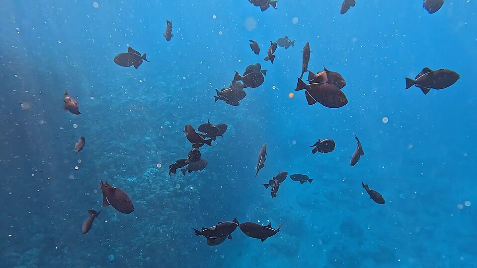 ปลาวัว (Triggerfish): บุคลิกจัดจ้านแต่ปากแข็ง