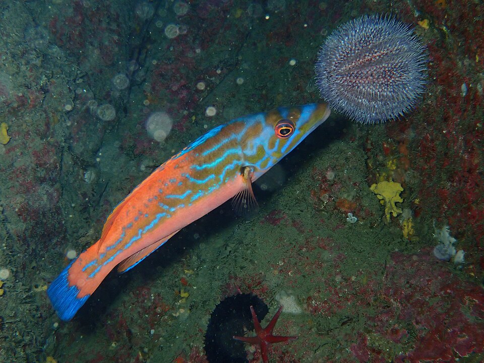 ปลานกแก้ว (Wrasse): เลี้ยงยังไง + เรื่องต้องรู้ก่อนซื้อ