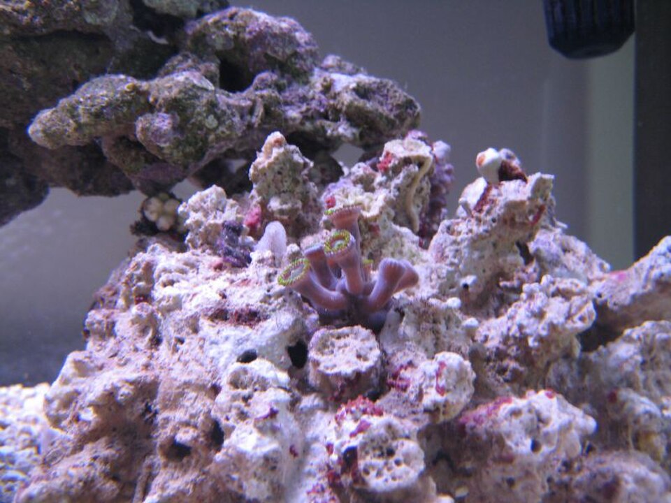 Zoanthids: คู่มือเลี้ยงฉบับละเอียด (แสง กระแส โตไว และศัตรู)