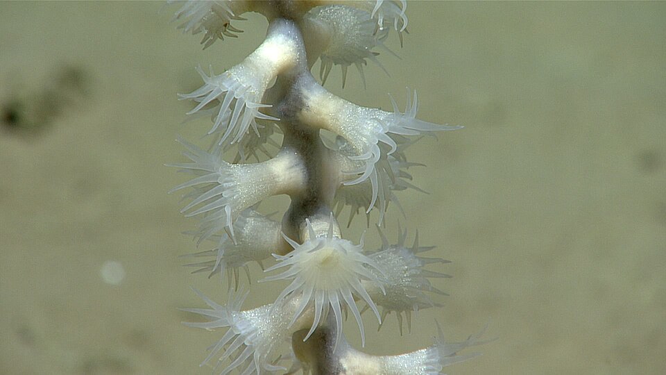 Zoanthids และ Palytoxin: ความสวยอันตรายที่ต้องรู้จัก
